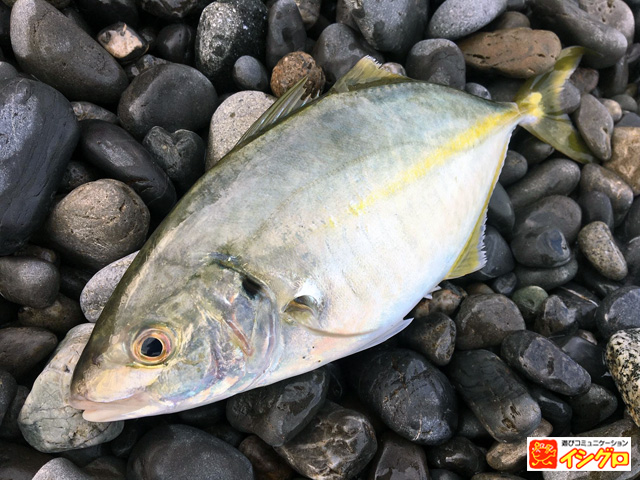 渚釣りの釣果シマアジ
